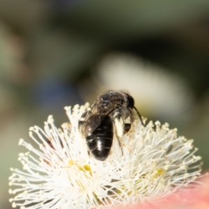 Leioproctus sp. (genus) at Red Hill, ACT - 8 Feb 2022