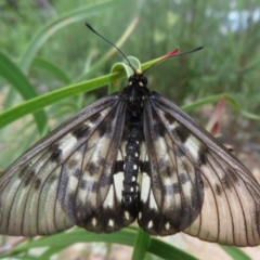 Acraea andromacha (Glasswing) at Acton, ACT - 6 Feb 2022 by Christine