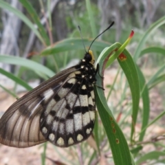 Acraea andromacha at Acton, ACT - 6 Feb 2022