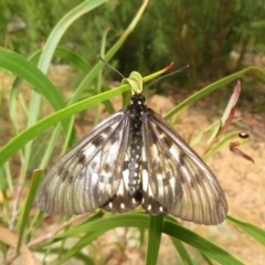 Acraea andromacha at Acton, ACT - 6 Feb 2022