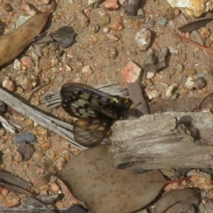 Acraea andromacha at Acton, ACT - 6 Feb 2022