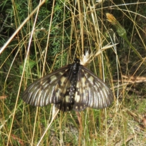 Acraea andromacha at Acton, ACT - 6 Feb 2022