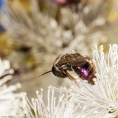 Leioproctus (Leioproctus) amabilis (A plaster bee) at Red Hill, ACT - 8 Feb 2022 by Roger