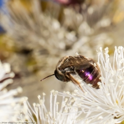 Leioproctus (Leioproctus) amabilis (A plaster bee) at Red Hill, ACT - 8 Feb 2022 by Roger