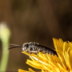 Tiphiidae (family) (Unidentified Smooth flower wasp) at Latham, ACT - 8 Feb 2022 by Roger