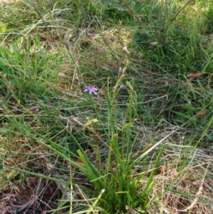 Caesia calliantha at Molonglo Valley, ACT - 8 Feb 2022