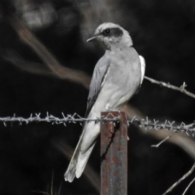 Coracina novaehollandiae (Black-faced Cuckooshrike) at Namadgi National Park - 7 Feb 2022 by JohnBundock