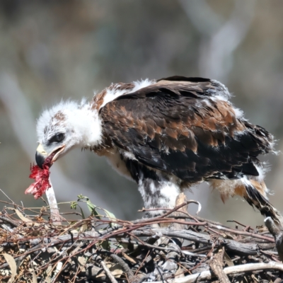 Aquila audax (Wedge-tailed Eagle) at Ainslie, ACT - 6 Oct 2021 by jb2602