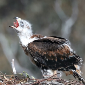 Aquila audax at Ainslie, ACT - 6 Oct 2021