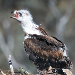 Aquila audax at Ainslie, ACT - 6 Oct 2021