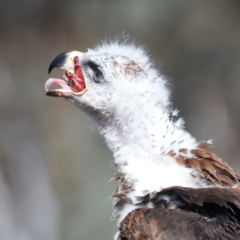 Aquila audax at Ainslie, ACT - suppressed