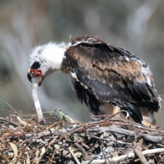 Aquila audax at Ainslie, ACT - suppressed