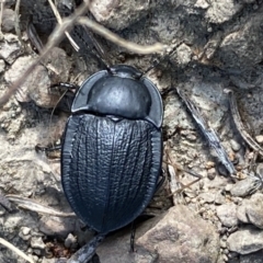Celibe striatipennis (Pie-dish beetle) at Googong Foreshore - 8 Feb 2022 by SteveBorkowskis