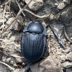 Celibe striatipennis at Yarrow, NSW - 8 Feb 2022 11:01 AM