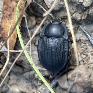 Celibe striatipennis at Yarrow, NSW - 8 Feb 2022