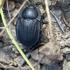 Celibe striatipennis at Yarrow, NSW - 8 Feb 2022