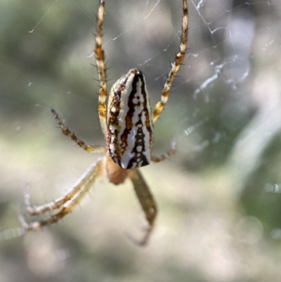 Plebs bradleyi (Enamelled spider) at Yarrow, NSW - 8 Feb 2022 by Steve_Bok
