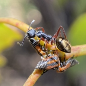 Camponotus suffusus at Yarrow, NSW - 8 Feb 2022 12:58 PM