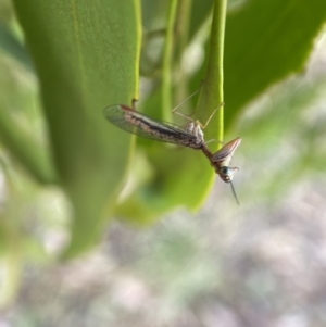 Mantispidae (family) at Yarrow, NSW - 8 Feb 2022 01:57 PM