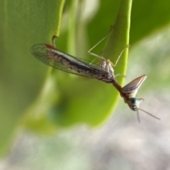 Mantispidae (family) at Yarrow, NSW - 8 Feb 2022 01:57 PM