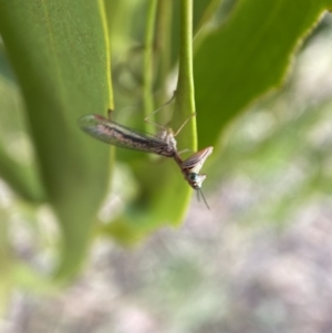 Mantispidae (family) at Yarrow, NSW - 8 Feb 2022 01:57 PM