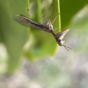 Mantispidae (family) at Yarrow, NSW - 8 Feb 2022 01:57 PM