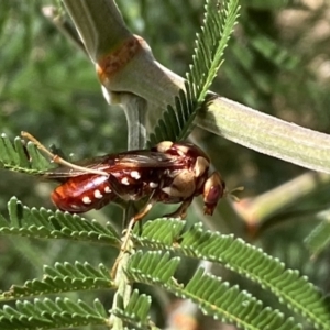 Pergagrapta polita at Yarrow, NSW - 8 Feb 2022 01:36 PM