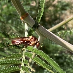 Pergagrapta polita at Yarrow, NSW - 8 Feb 2022 01:36 PM