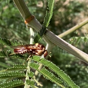 Pergagrapta polita at Yarrow, NSW - 8 Feb 2022