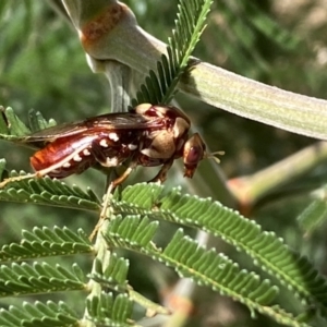 Pergagrapta polita at Yarrow, NSW - 8 Feb 2022