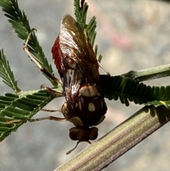 Pergagrapta polita at Yarrow, NSW - 8 Feb 2022 01:36 PM