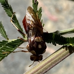 Pergagrapta polita at Yarrow, NSW - 8 Feb 2022