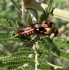 Pergagrapta polita at Yarrow, NSW - 8 Feb 2022 01:36 PM