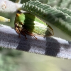 Sextius virescens (Acacia horned treehopper) at Yarrow, NSW - 8 Feb 2022 by SteveBorkowskis
