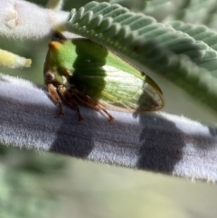 Sextius virescens (Acacia horned treehopper) at Yarrow, NSW - 8 Feb 2022 by Steve_Bok