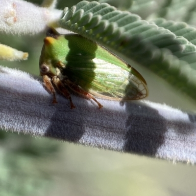 Sextius virescens (Acacia horned treehopper) at Yarrow, NSW - 8 Feb 2022 by Steve_Bok