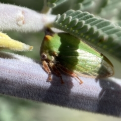 Sextius virescens at Yarrow, NSW - 8 Feb 2022