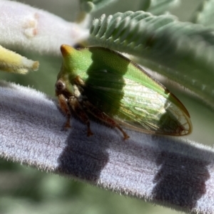 Sextius virescens at Yarrow, NSW - 8 Feb 2022