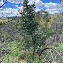 Celtis australis (Nettle Tree) at Googong Foreshore - 8 Feb 2022 by Steve_Bok