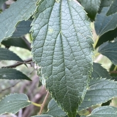 Celtis australis at Yarrow, NSW - 8 Feb 2022 01:45 PM