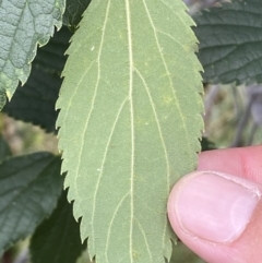 Celtis australis at Yarrow, NSW - 8 Feb 2022 01:45 PM