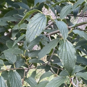 Celtis australis at Yarrow, NSW - 8 Feb 2022 01:45 PM