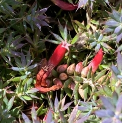 Astroloma humifusum (Cranberry Heath) at Googong Foreshore - 8 Feb 2022 by Steve_Bok