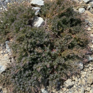 Styphelia humifusum at Yarrow, NSW - 8 Feb 2022