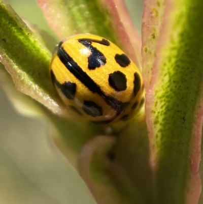 Peltoschema oceanica (Oceanica leaf beetle) at Yarrow, NSW - 8 Feb 2022 by Steve_Bok