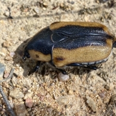 Chondropyga dorsalis (Cowboy beetle) at Googong Foreshore - 8 Feb 2022 by Steve_Bok