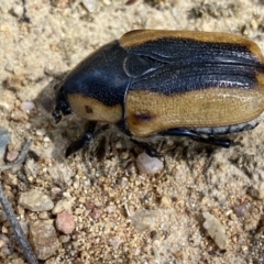 Chondropyga dorsalis at Yarrow, NSW - 8 Feb 2022