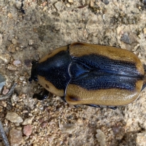 Chondropyga dorsalis at Yarrow, NSW - 8 Feb 2022