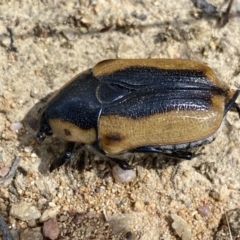 Chondropyga dorsalis at Yarrow, NSW - 8 Feb 2022