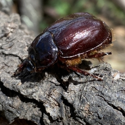 Dasygnathus sp. (genus) (Rhinoceros beetle) at Googong Foreshore - 8 Feb 2022 by Steve_Bok